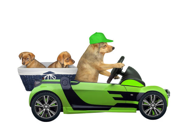The dog drives a green car with two puppies. White background. Isolated.