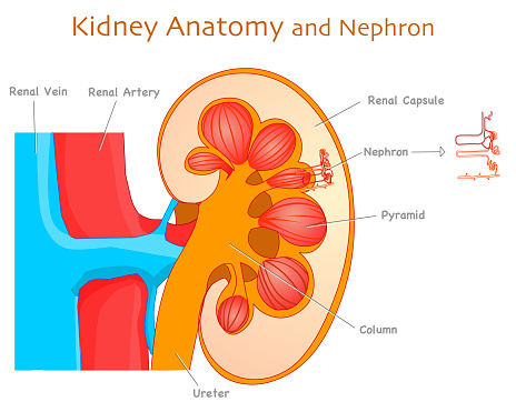 Kidney Anatomy Detail Kidney Parts And Nephron Section Diagram ...