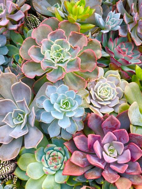 piante grasse - sfondo vegetale - beautiful outdoors vertical close up foto e immagini stock