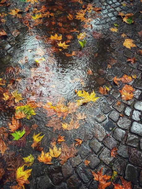 istock Park with Autumn colors 1186375148