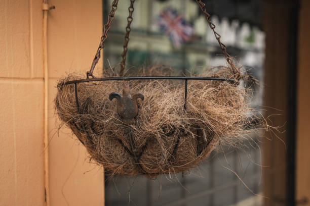 istock A faded flower basket 1186376761