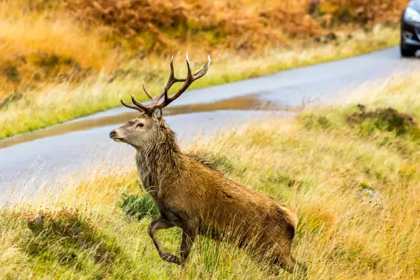 Red deer stag (latin name: Cervus elaphus) in Autumn. The Monarch of the Glen, about to cross a single track road with car approaching.  Glen Strathfarrar, Scottish Highlands.  Horizontal.  Space for copy.