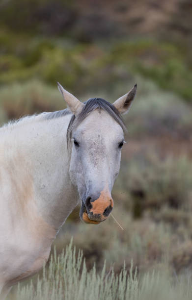 istock Wild Horse in the Colorado Desert 1186376949