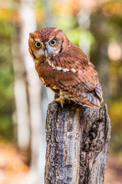Screech Owl on a Log stock photo