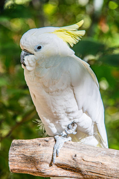 istock Sulfer Crested Cockatoo 1186378243
