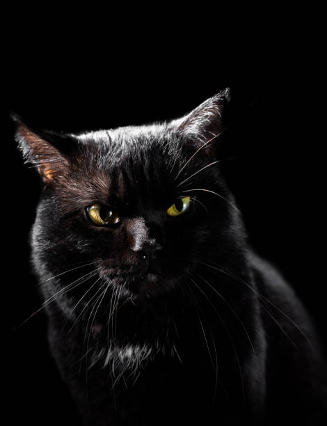 istock Portrait of a black cat in studio on black wall background 1186380549