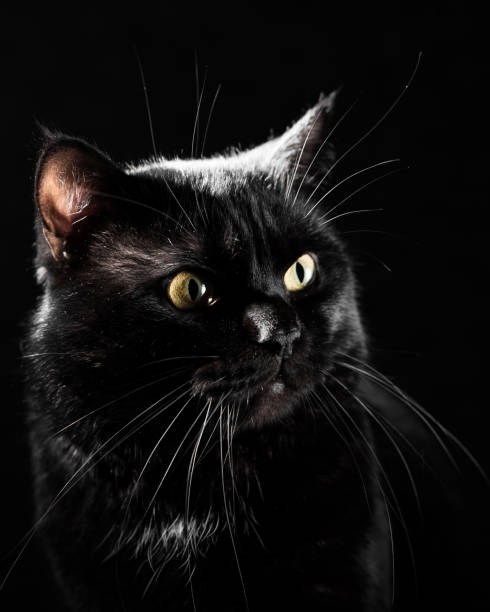 istock Portrait of a black cat in studio on black wall background 1186380553
