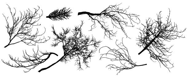 ilustrações de stock, clip art, desenhos animados e ícones de set of silhouette of branch trees. vector illustration. fir tree, chestnut, oak, linden and etc. - beech tree leaf isolated branch