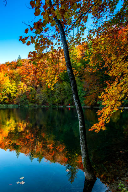 istock Autumn landscape , Croatia 1186381593