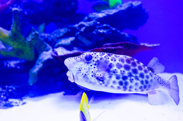 istock Wonderful and beautiful underwater world with corals and tropical fish. 1186382380