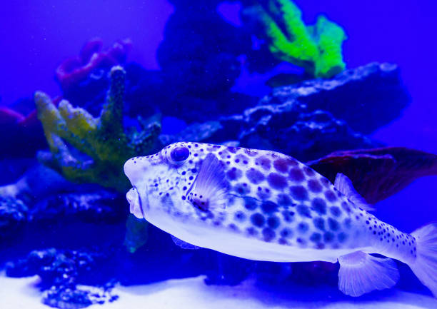 istock Wonderful and beautiful underwater world with corals and tropical fish. 1186382382