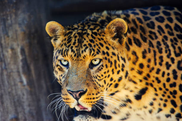 istock Portrait of a beautiful leopard 1186382391