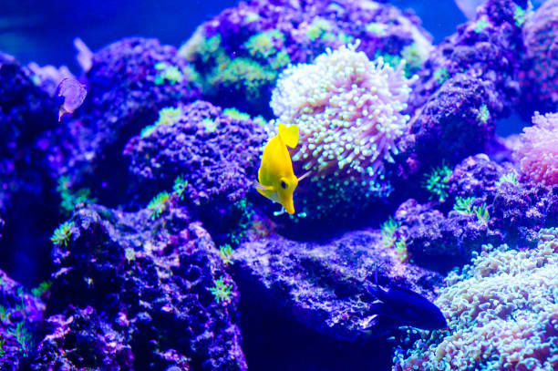 istock Wonderful and beautiful underwater world with corals and tropical fish. 1186382431