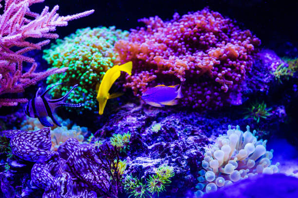 istock Wonderful and beautiful underwater world with corals and tropical fish. 1186382442