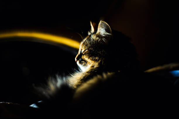 istock Portrait of a cat. Dramatic light 1186382452