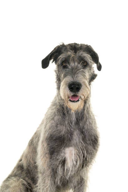 istock Grey large Irish wolfhound dog sitting sideways looking at camera isolated on a white background 1186382981