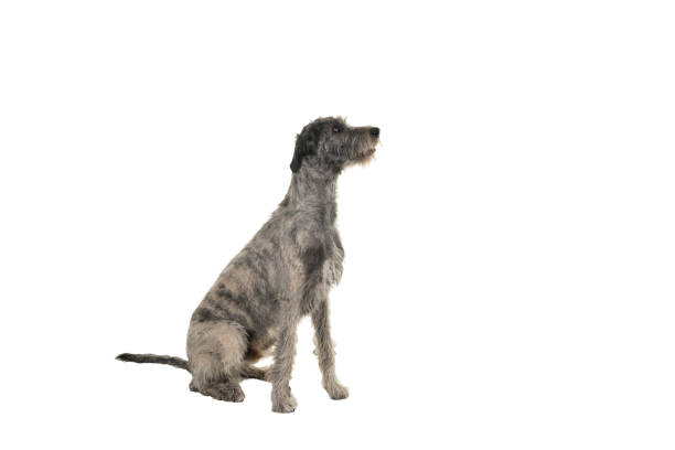 istock Grey large Irish wolfhound dog sitting sideways isolated on a white background 1186383559