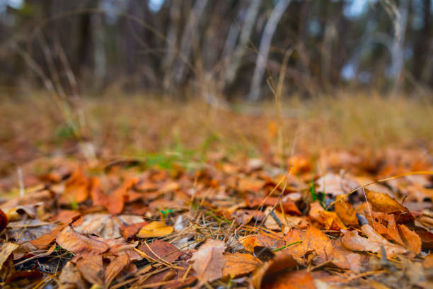 istock closeup red dry leaves on a forest glade, autumn scene 1186385519