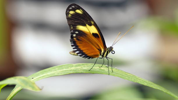 istock Orange and black butterfly 1186386391