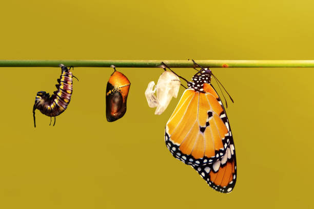 놀라운 순간, 군주 나비, 번데기와 고치가 일시 중단됩니다. 나비의 개념 변환 - butterfly swallowtail butterfly caterpillar black 뉴스 사진 이미지