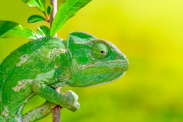 istock Macro shots, Beautiful nature scene green chameleon 1186388911