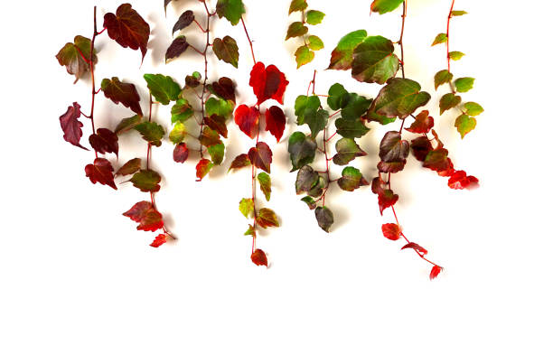 Autumn layout. Five-leafed grape (lat. Parthenocíssus quinquefolia) on a white background. Flat lay, top view, copy space Autumn layout. Five-leafed grape (lat. Parthenocíssus quinquefolia) on a white background. Flat lay, top view, copy space. Boston Ivy stock pictures, royalty-free photos & images