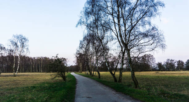 istock landscape with hiking path and birch wood 1186389345