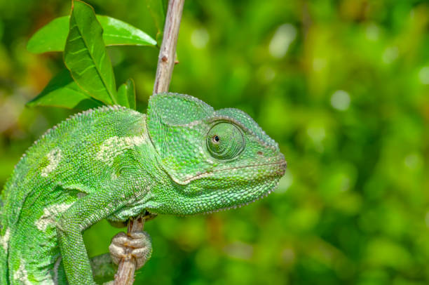 istock Macro shots, Beautiful nature scene green chameleon 1186389363