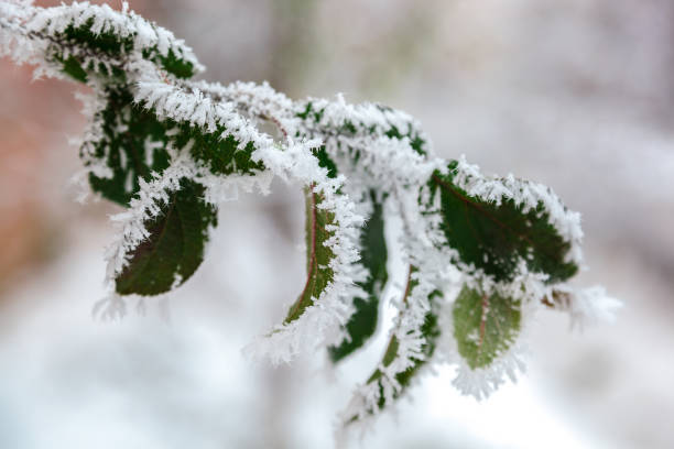 冬の白雪の下の緑の枝 - snow leaf branch winter ストックフォトと画像
