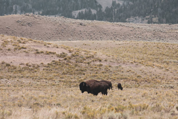 istock Bison family in Hayden Valley 1186390444