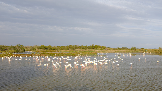 Many white great flamingos on a water pond on a cloudy day in La Camargue wetlands, France