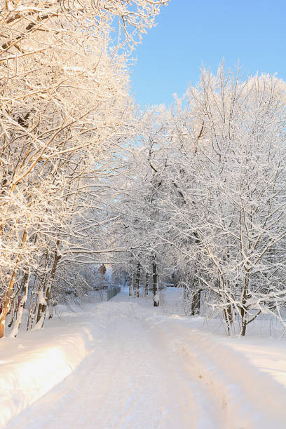 istock Russian nature in winter, christmas background. After a snowfall, tree branches are covered with snow and sparkle in the sun. This is a beautiful winter banner, 1186390882