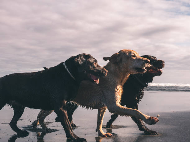 istock Three Labrador dogs in a row fighting for a stick on the shore 1186392908