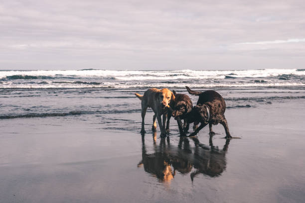 istock Three Labrador dogs fighting for a stick on the shore 1186392921