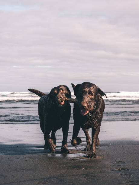 istock Two Labrador Chocolate dogs fighting for a stick on the shore 1186392944