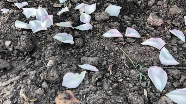 istock Rose petals fallen on the ground 1186393823