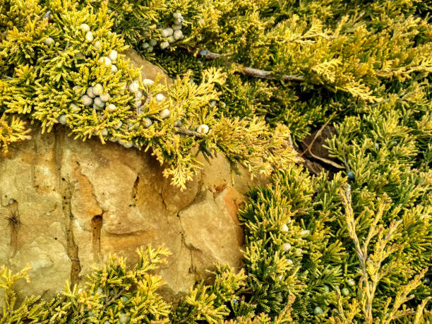 Juniperus horizontalis 'Golden Carpet' Creeping Juniper. Juniper tree branch texture needle background Juniperus horizontalis 'Golden Carpet' Creeping Juniper. Juniper tree branch texture needle background. juniperus horizontalis stock pictures, royalty-free photos & images