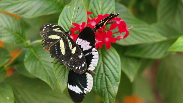istock Black and white butterflies 1186394141