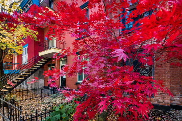 istock Red Canadian Maple in Montreal, Quebec, Canada 1186394173