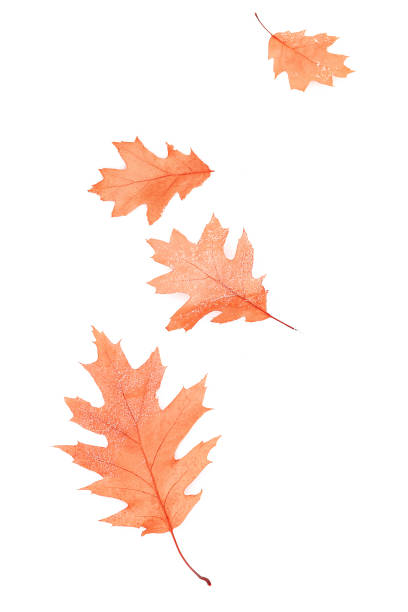 istock Oak leaves under snow in the winter 1186395194