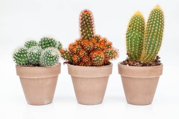 istock Collection of various cactus plants in stone pots. 1186396277