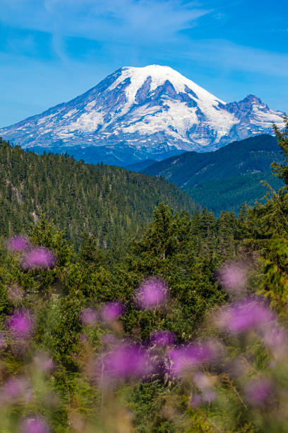 istock Mount Rainier In Washington, USA 1186396590