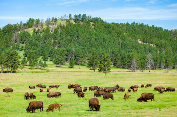 istock Bison In Wind Cave National Park 1186396630
