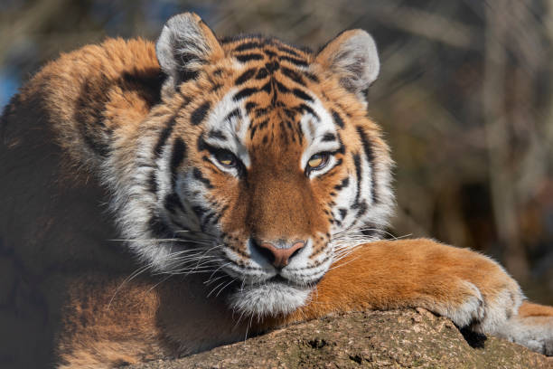 istock Amur Tiger 'Panthera Tigris Altaica' 1186397221