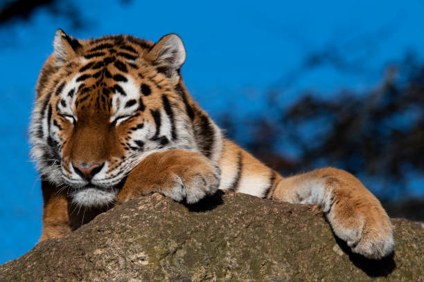 istock Amur Tiger 'Panthera Tigris Altaica' 1186397259