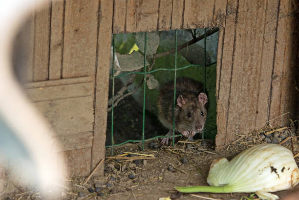 istock country mouse coming out of its hole 1186397624