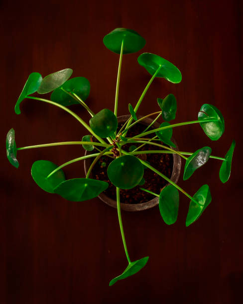 istock Potted Green Pilea Peperomioides Against Dark Background 1186398590