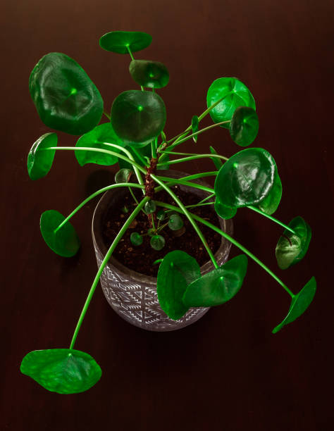 istock Close-up of Sprouting Pilea Peperomioides Bud 1186398680