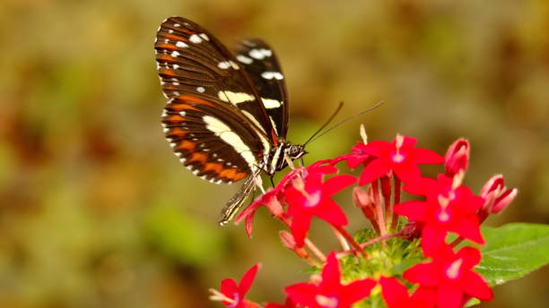 istock Orange and black butterfly on a flower 1186400912