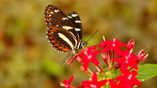 Clipper butterfly, Pathernos sylvia